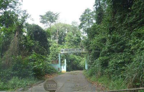 Côte d'Ivoire | Reconstitution du couvert forestier: le gouvernement annonce 450 000 hectares de reboisement chaque année