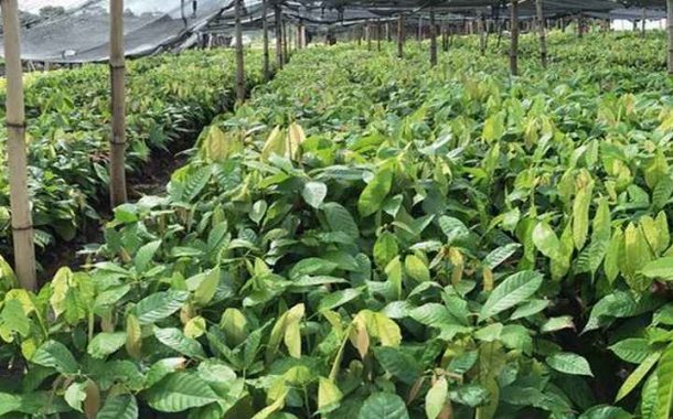 La Côte d'Ivoire et le Ghana main dans la main pour sauver le cacao d’un virus