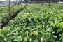 La Côte d'Ivoire et le Ghana main dans la main pour sauver le cacao d’un virus